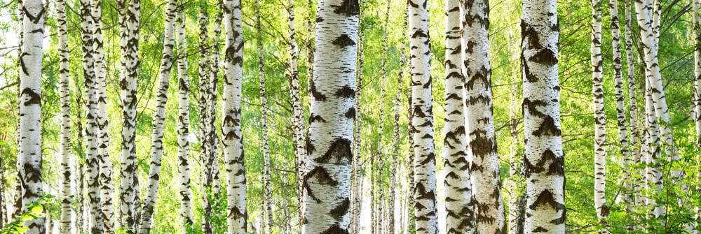 Arbres Papier peint Arbres Papier peint