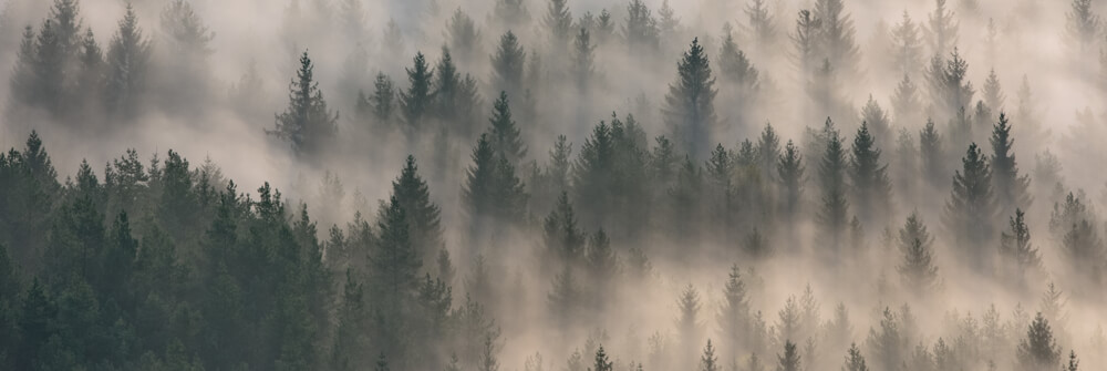 Papier Peint Panoramique forêt Papier Peint Panoramique forêt