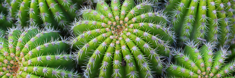 Cactus Papier peint Cactus Papier peint