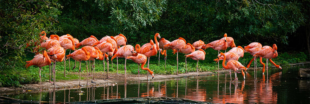 Papier peint panoramique flamant rose Papier peint panoramique flamant rose