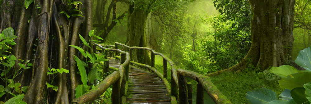 JUNGLE JUNGLE