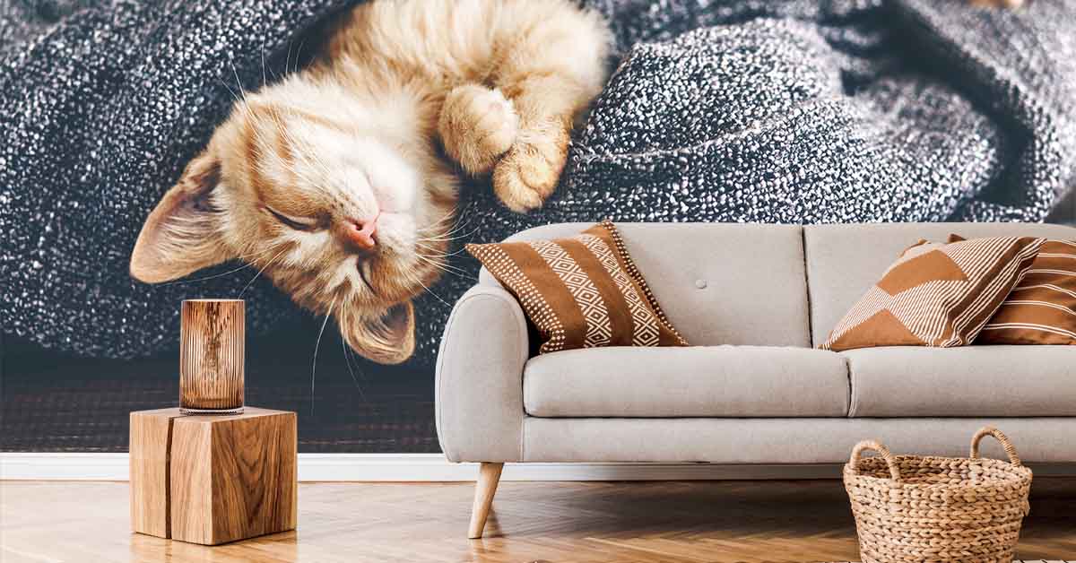 Papier Peint Panoramique chats