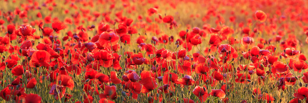 Coquelicots Papier peint Coquelicots Papier peint