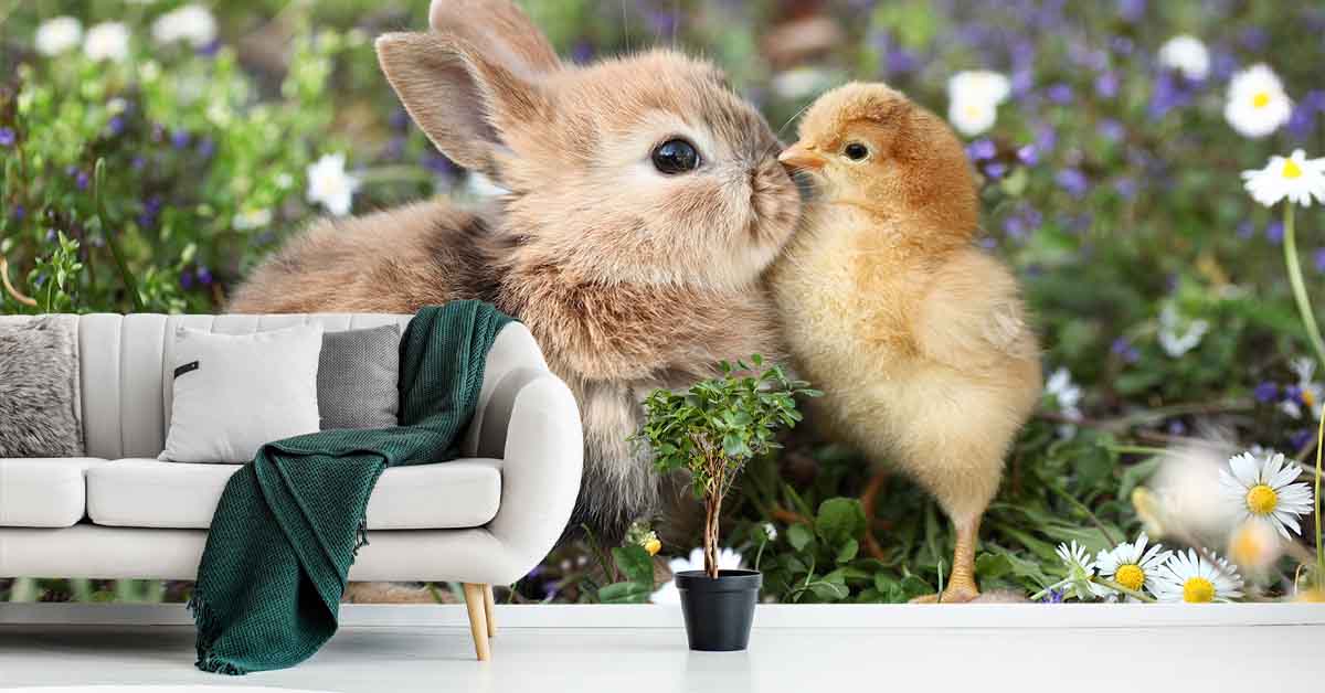 Photo papier peint Lapin Photo papier peint Lapin