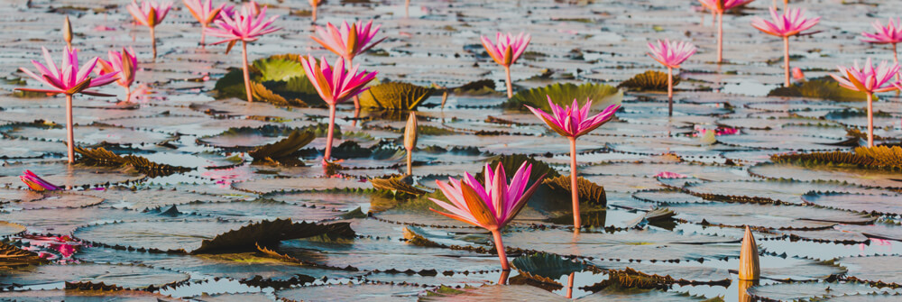 Lotus Papier peint Lotus Papier peint