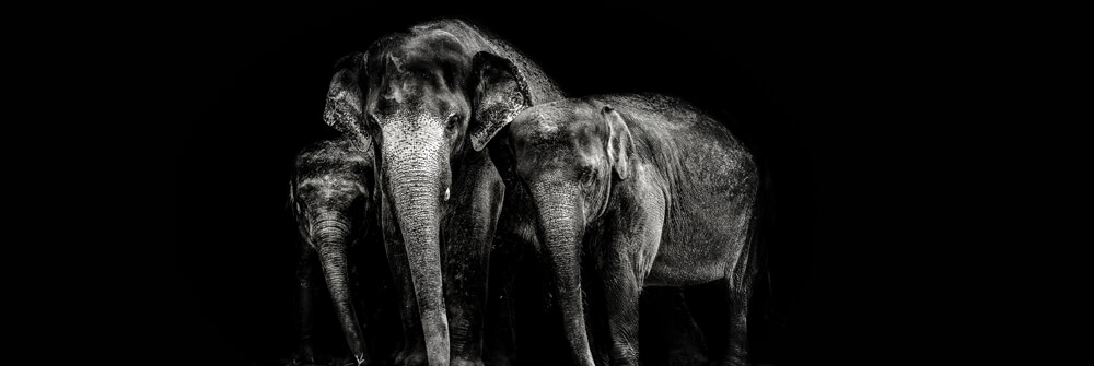 Papier Peint Panoramique éléphants Papier Peint Panoramique éléphants