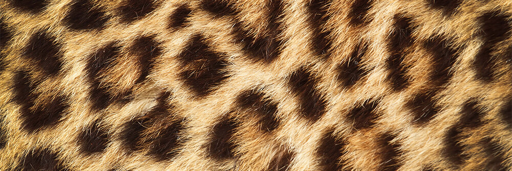 Papier peint panoramique panthère Papier peint panoramique panthère