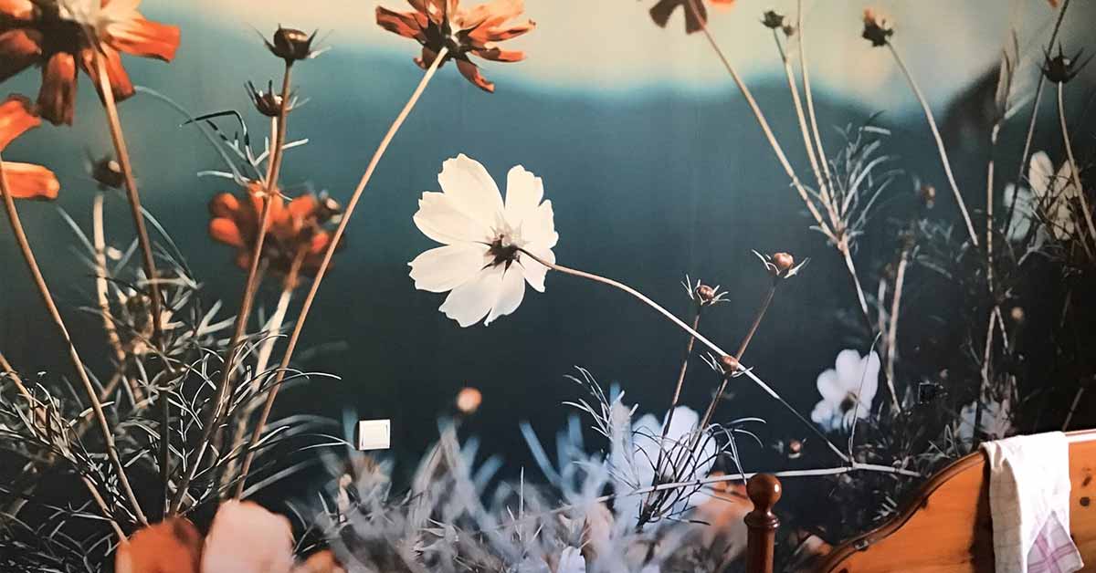 Papier peint champs de fleurs