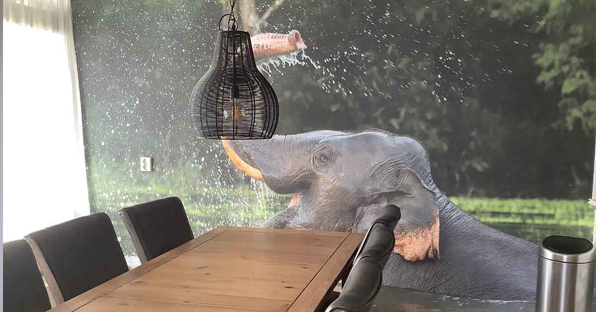 Papier Peint éléphants