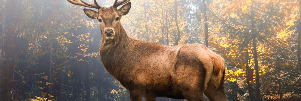 Papier peint panoramique avec un cerf Papier peint panoramique avec un cerf