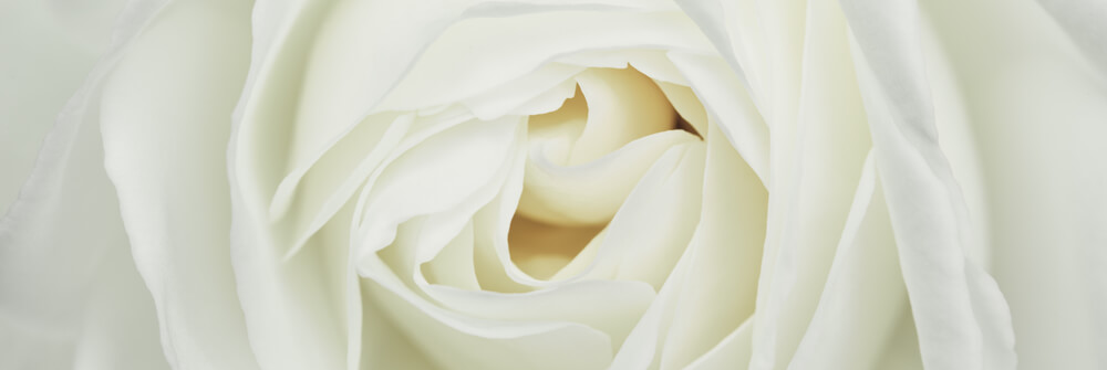 Roses papier peint Roses papier peint
