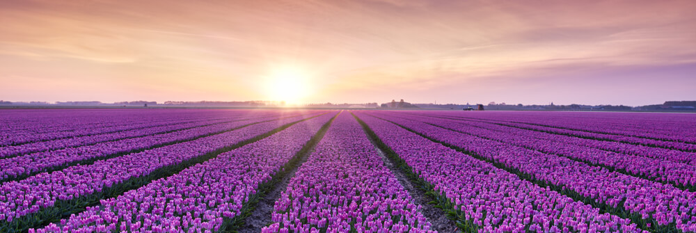Tulipes Papier peint Tulipes Papier peint