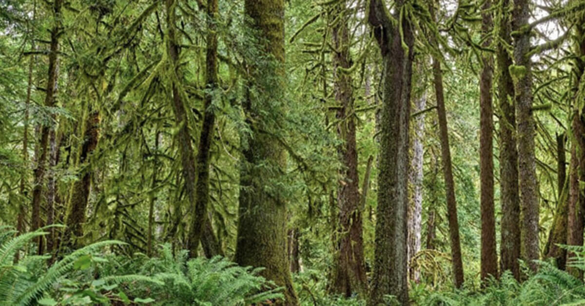 Wallexclusive Premium Forêts