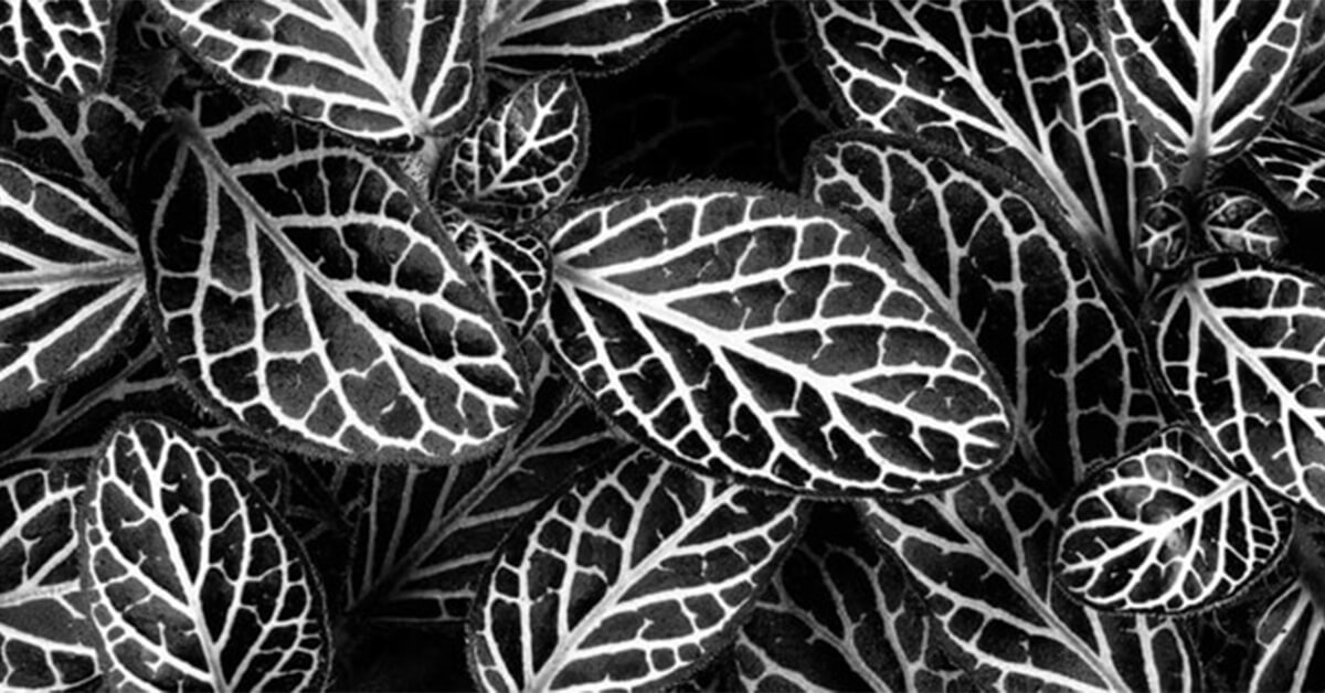 Wallexclusive Premium Noir et Blanc