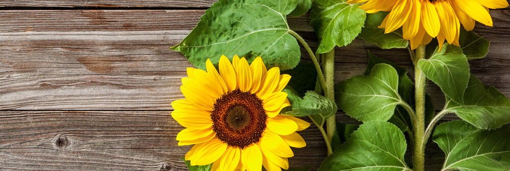 Tournesol papier peint Tournesol papier peint