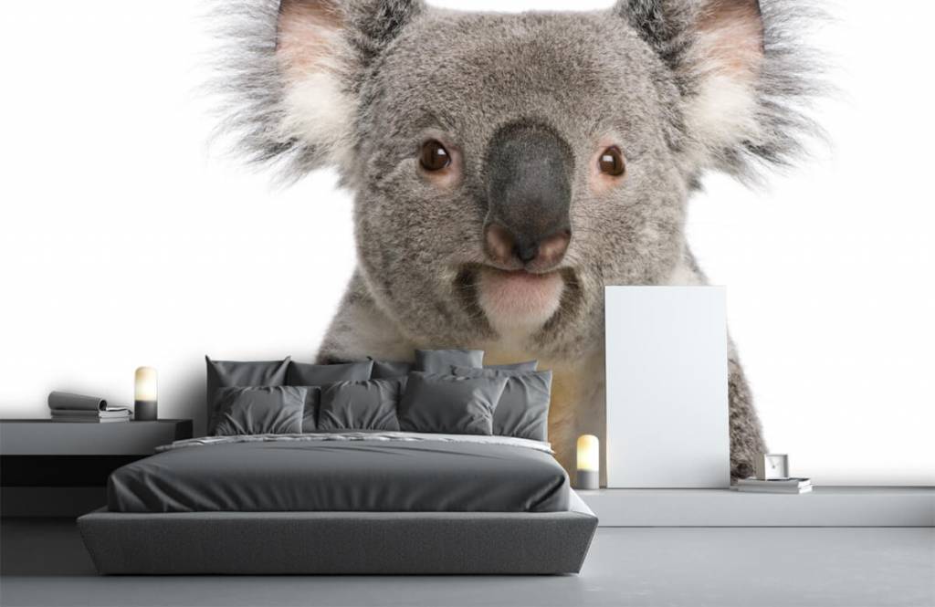 Autre - Photo d'un koala - Chambre des enfants 1