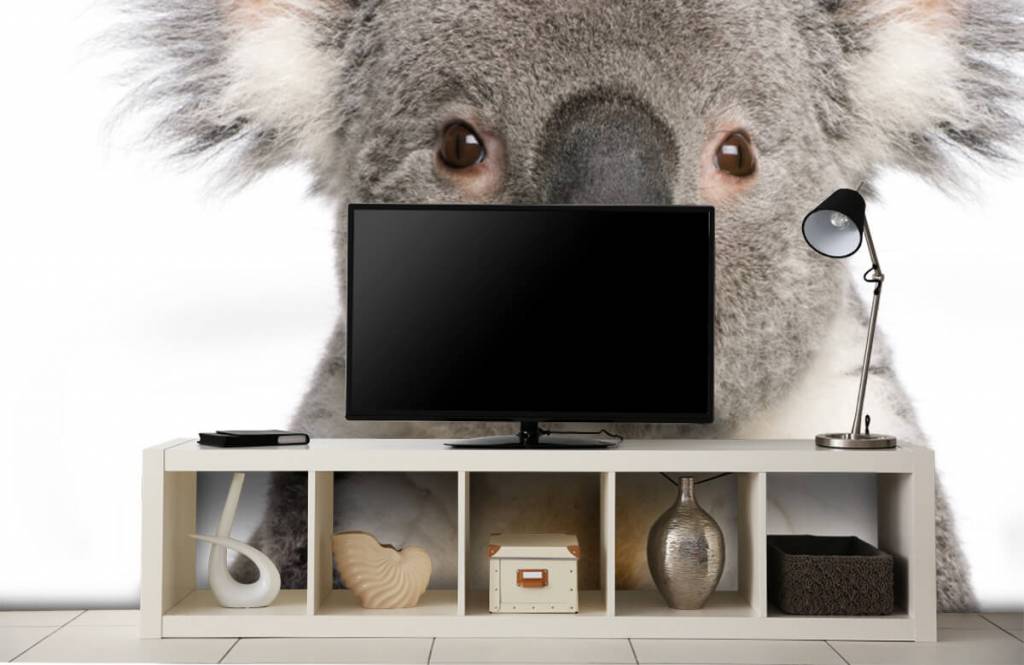Autre - Photo d'un koala - Chambre des enfants 4