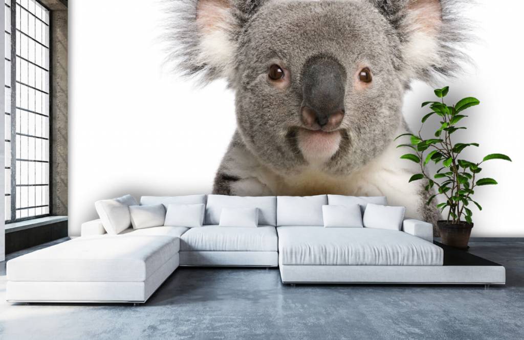 Autre - Photo d'un koala - Chambre des enfants 5