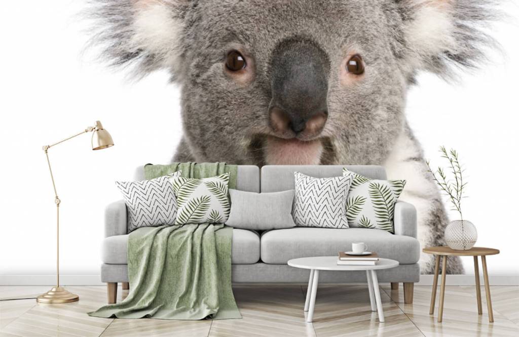 Autre - Photo d'un koala - Chambre des enfants 7