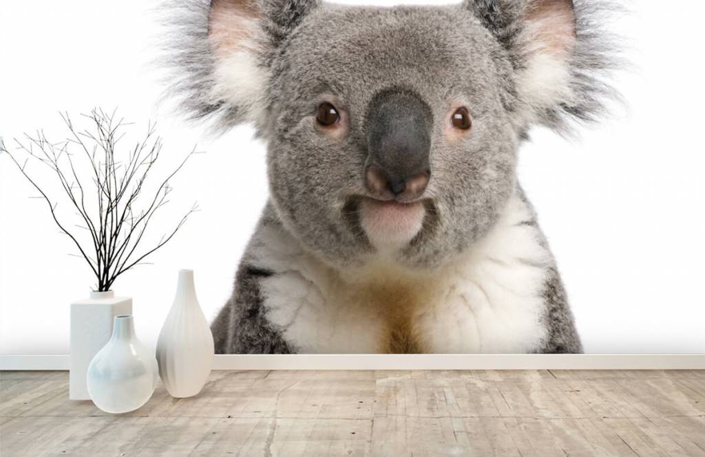 Autre - Photo d'un koala - Chambre des enfants 8