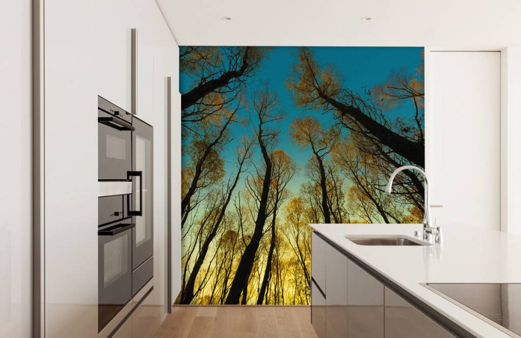 Papier peint de la forêt - Lever de soleil entre les grands arbres - Chambre à coucher 3