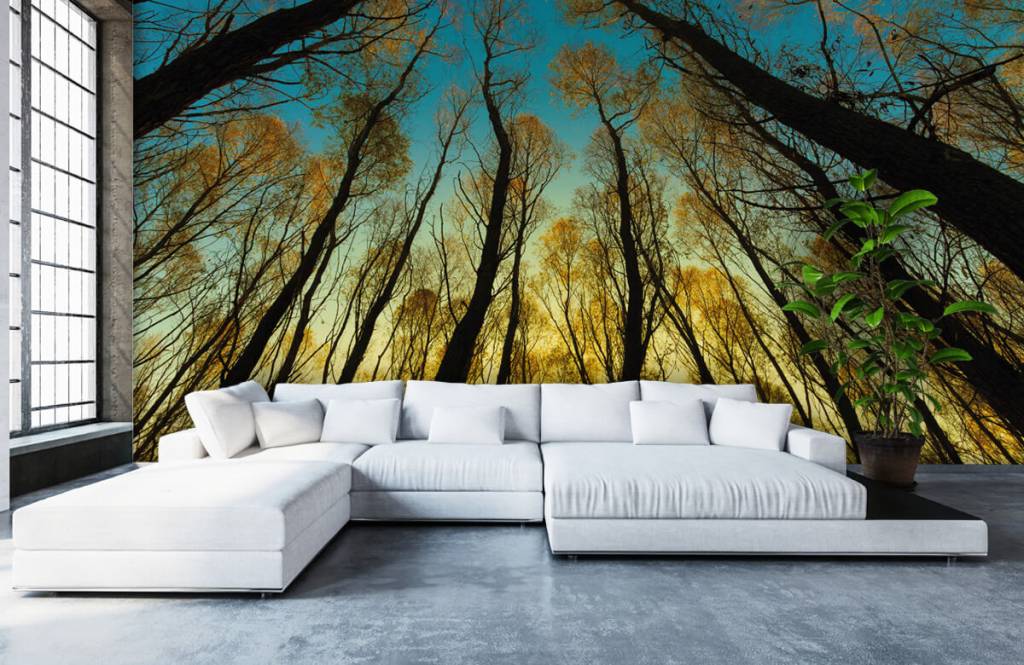 Papier peint de la forêt - Lever de soleil entre les grands arbres - Chambre à coucher 5