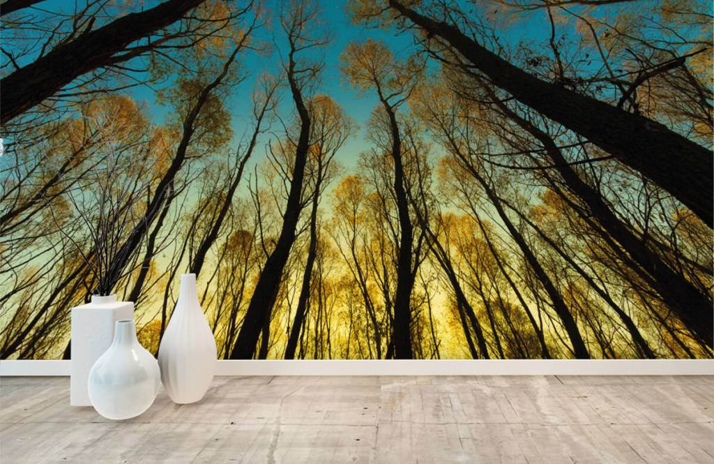 Papier peint de la forêt - Lever de soleil entre les grands arbres - Chambre à coucher 8