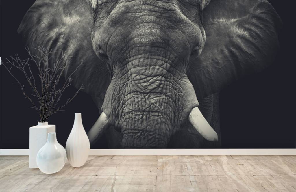 Éléphants - Gros plan sur un éléphant - Chambre à coucher 8