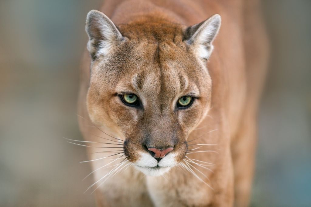 Puma en gros plan