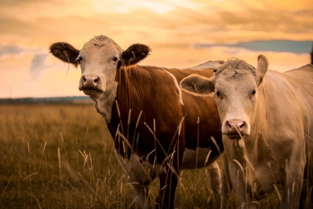 Les vaches au soleil du soir