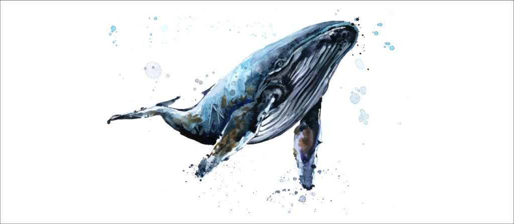 Baleine à bosse en aquarelle
