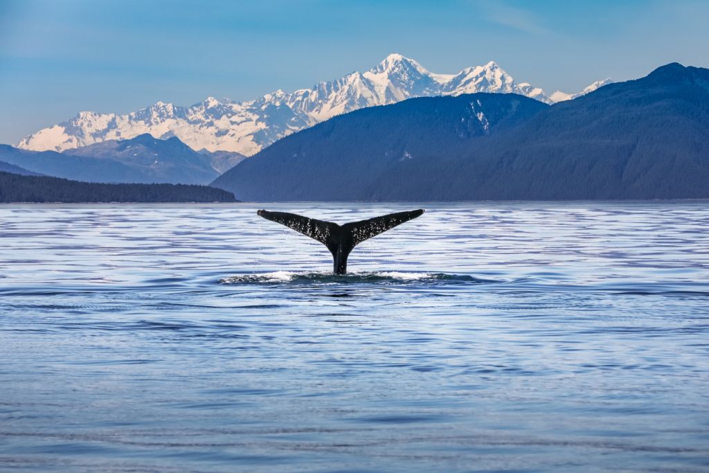 Baleine plongeante avec des montagnes à l'arrière-plan