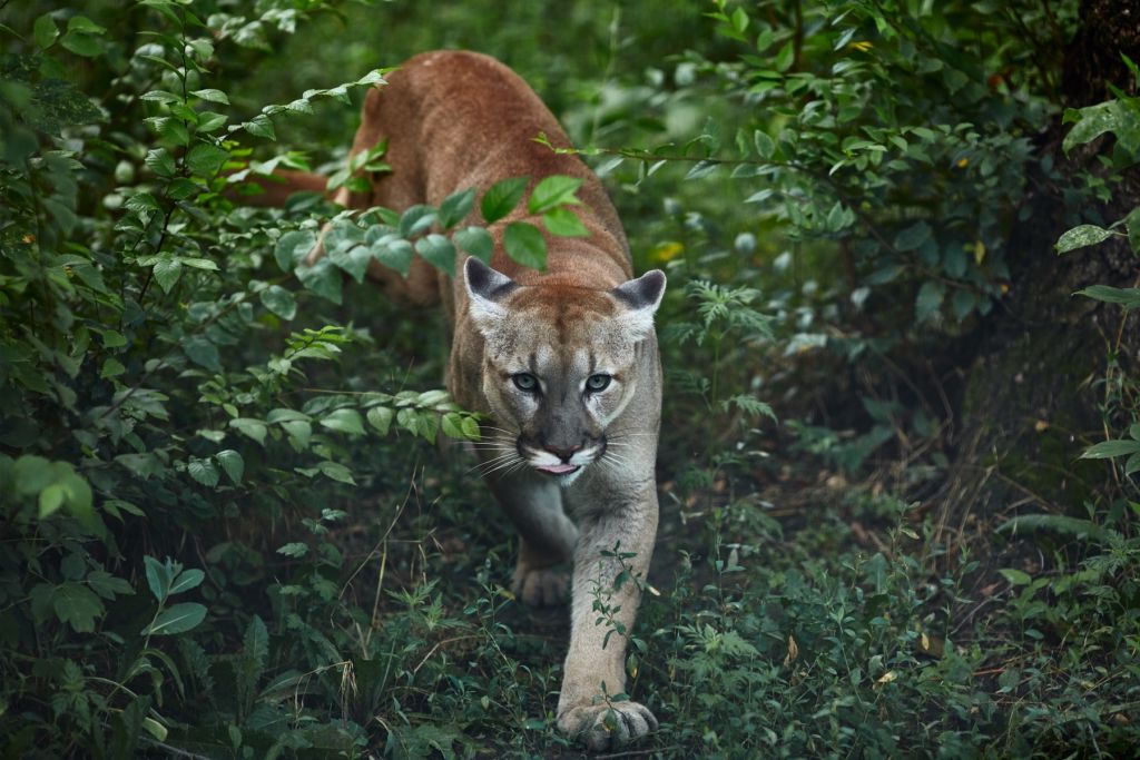 Lion des montagnes qui se faufile