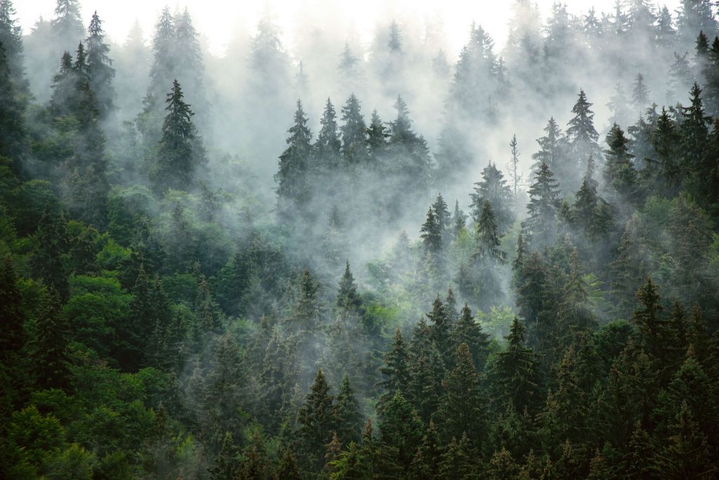 Paysage brumeux avec des arbres verts