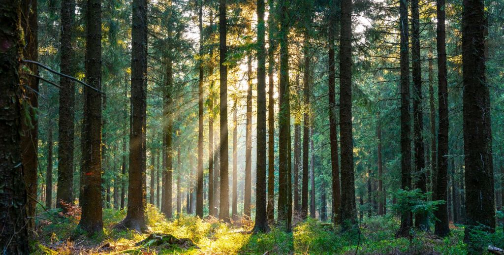 Une forêt tranquille