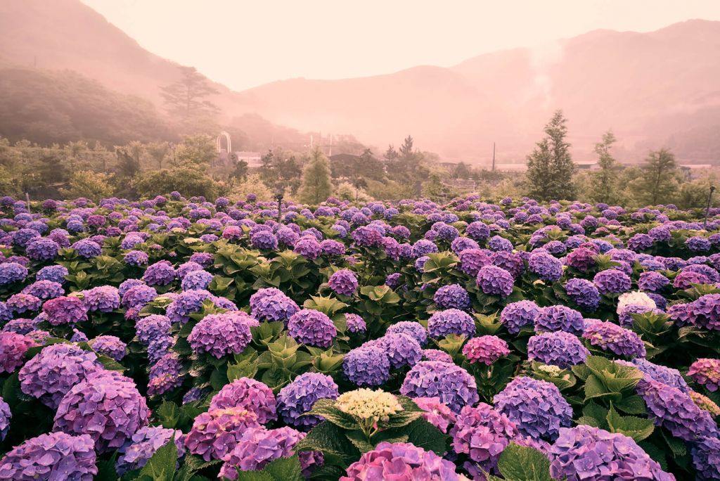 Hortensias à Beitou