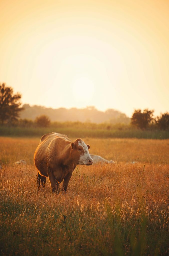 Vache dans la prairie