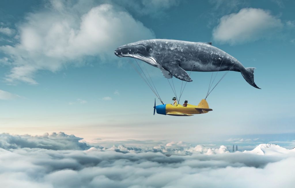 Rorqual volant