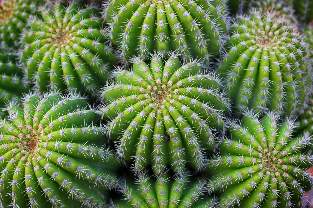 Cacti