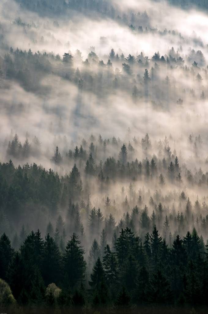 Pinèdes et brouillard