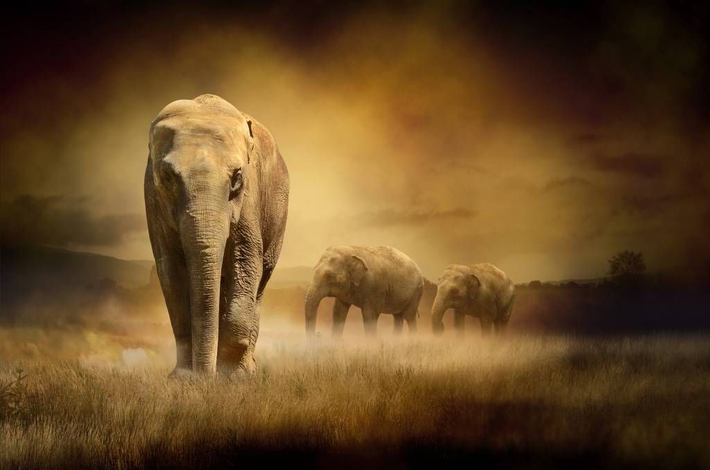 Trois éléphants