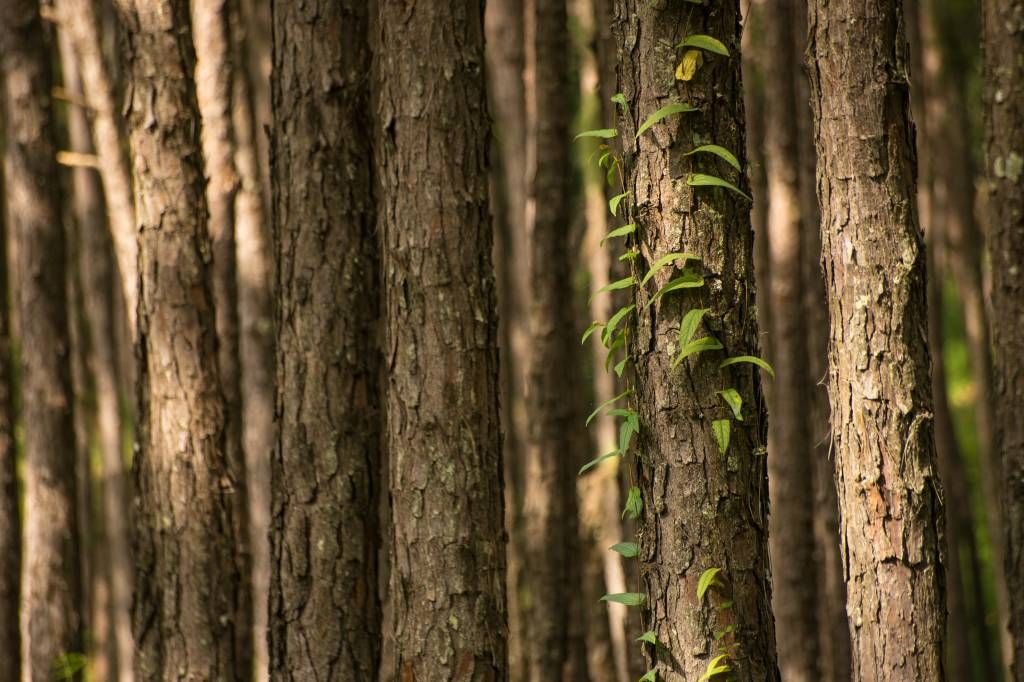 Troncs d'arbres minces