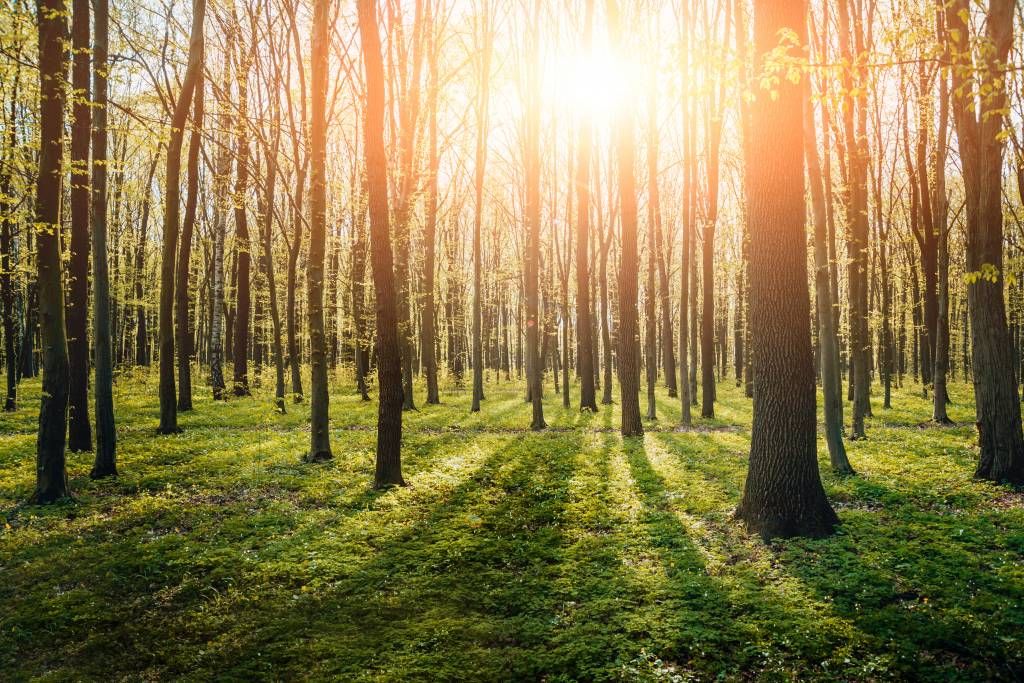 Soleil du soir dans la forêt