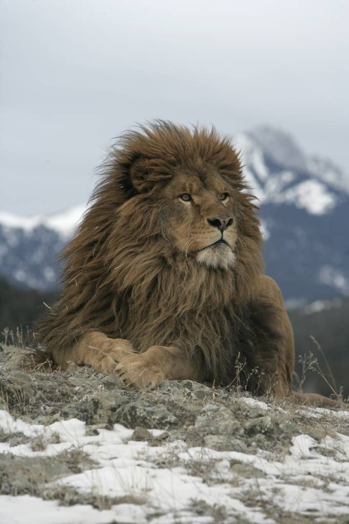 lion de Barbarie