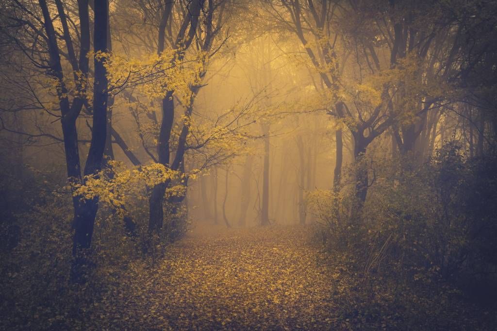 Forêt sombre