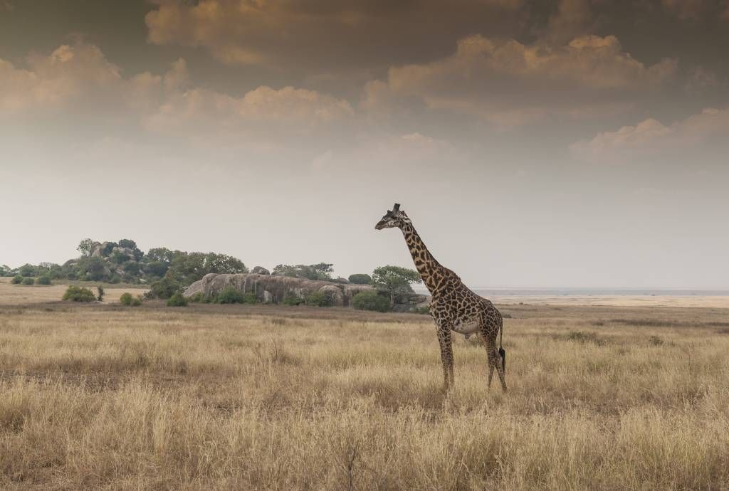 Girafe dans la savane