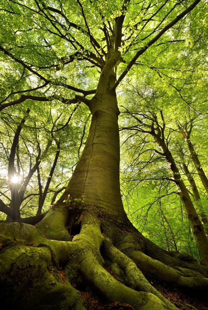 Grand arbre et racines