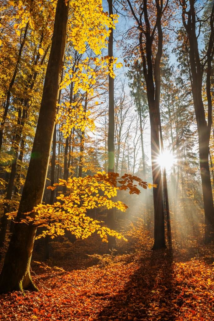 Forêt d'automne