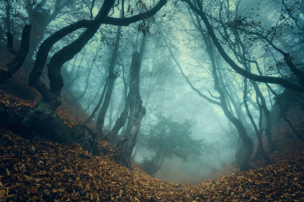 Forêt mystérieuse