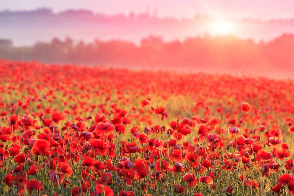 Champ plein de coquelicots